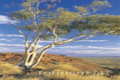 Kings Canyon NP-NT KC Ghost Gum 2.jpg